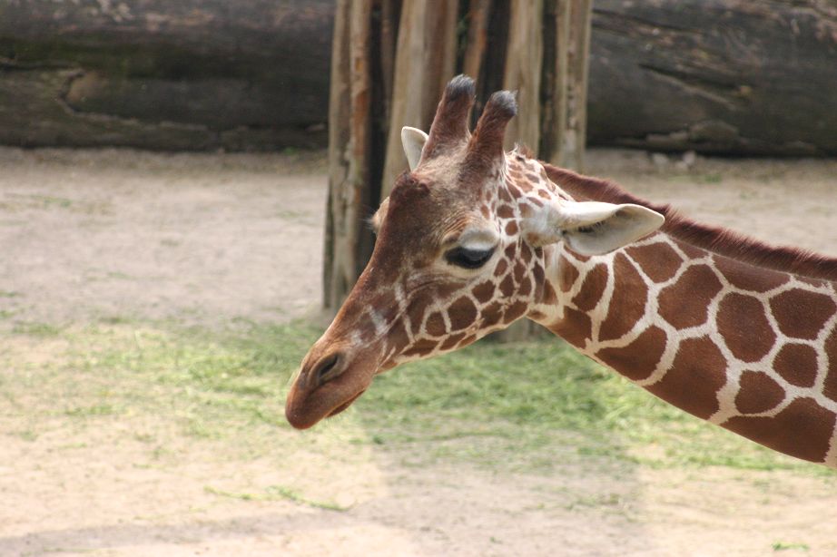 2011040701151973_k-Zoo 004.jpg